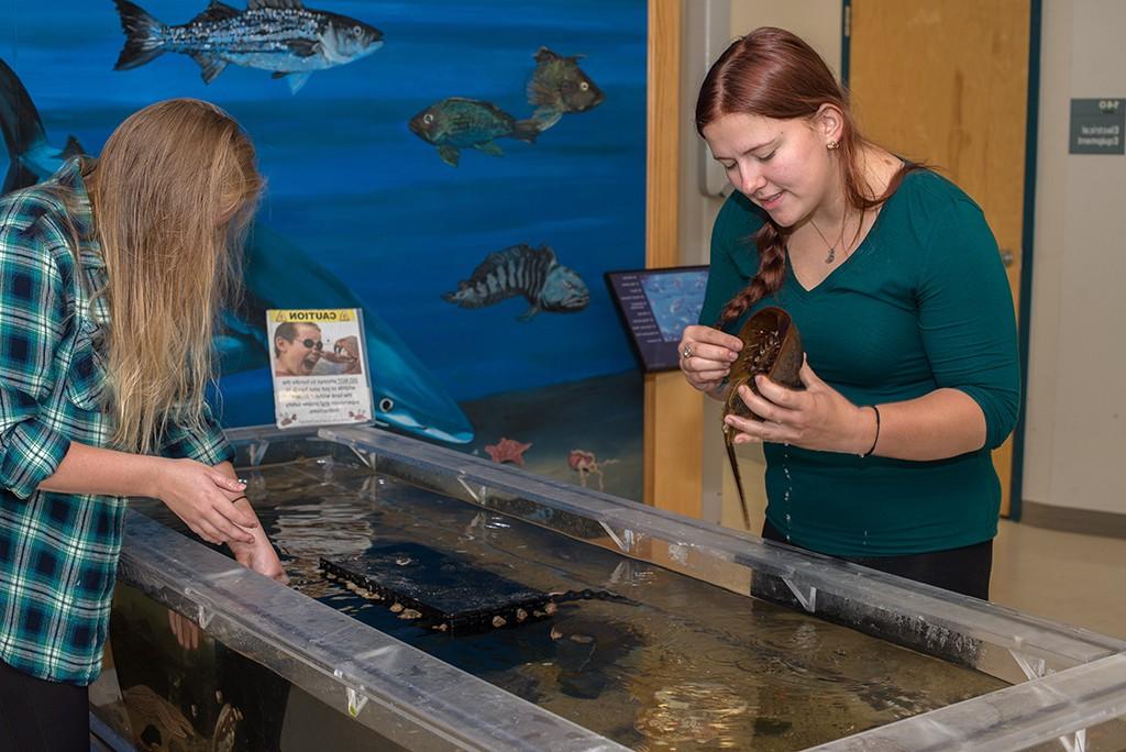两名东北大学学生在水族馆实习时处理马蹄蟹